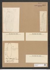Amphora egregia Ehr. (de-Toni-Nr.: Genus 36, Species 1660) Zeichnungen Sammlung Grunow Nr. 3178 (NHMW-BOT-W0370620)